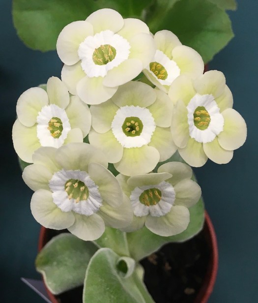 Primula auricula 'Limelight' has unusual pale lime-green flowers