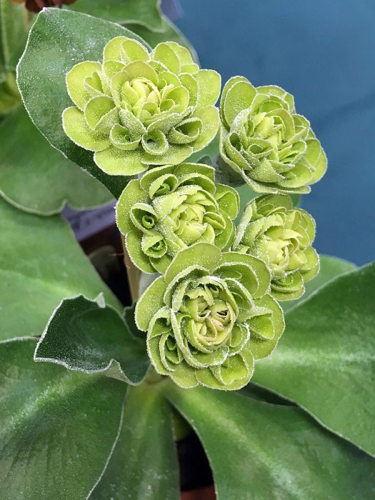 Double green Primula auricula 'Lincoln Cuckoo'