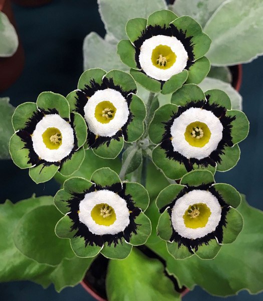Green edged Primula auricula 'Prague'