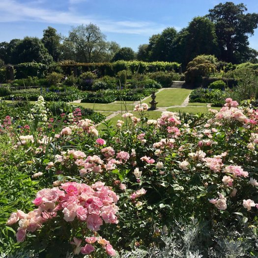 Pink shrub roses around Hestercombe's Arts and Crafts garden