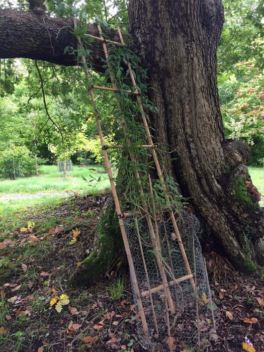 A trellis framework helps a vine to climb a tree