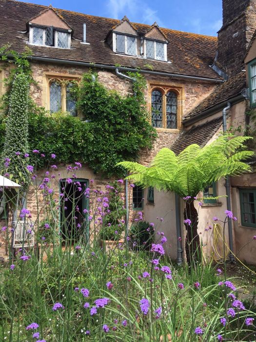 Verbena bonariensis at Cothay Manor