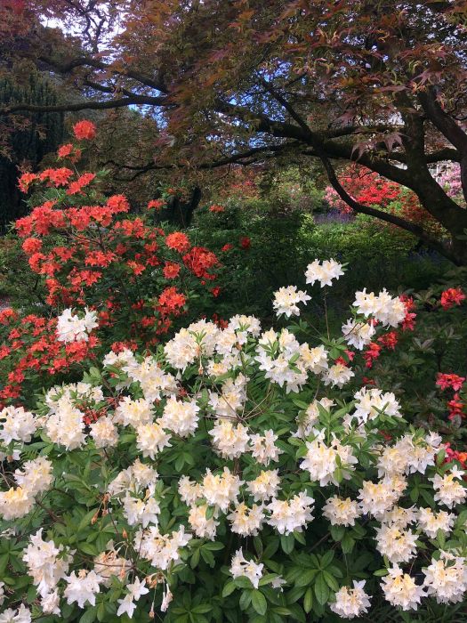 Colourful azaleas at Bodnant Gardens