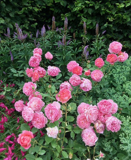 Boscobel shrub rose in a flower border