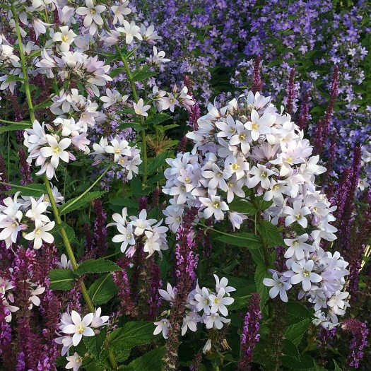 Campanula lactiflora at RHS Harlow Carr Garden