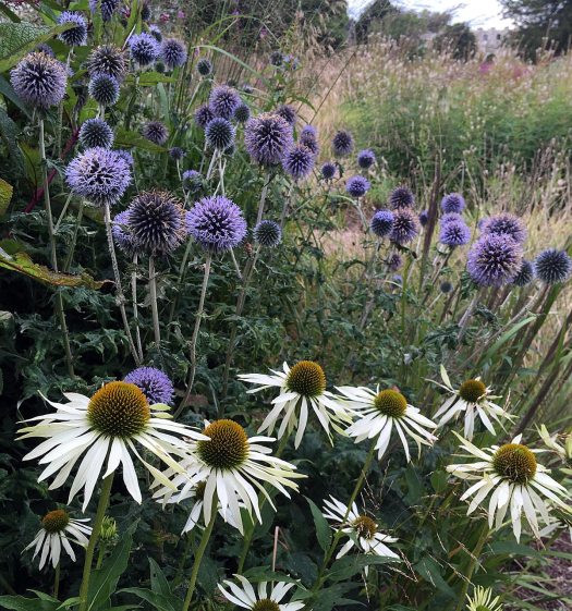 Plant combinations: white Echinacea and blue Echinops