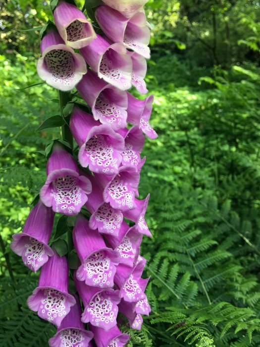 Wild foxglove with ferns