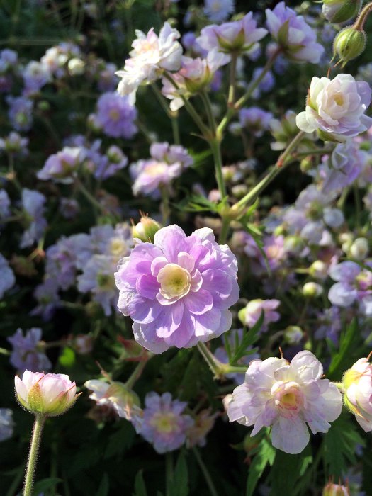 Geranium pratense 'Summer Skies': hardy geranium with double flowers