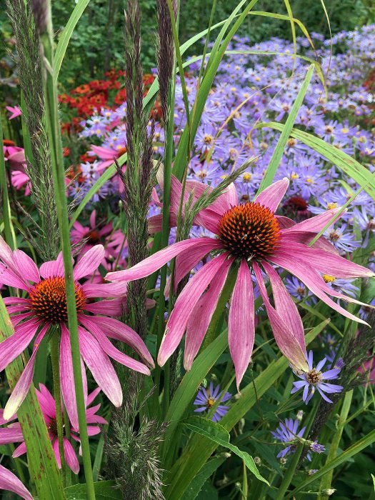 Plant combinations: Echinacea, Aster, Helenium and grasses