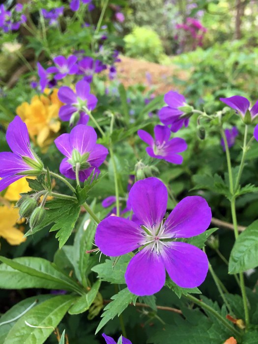 Geranium sylvaticum in woodland