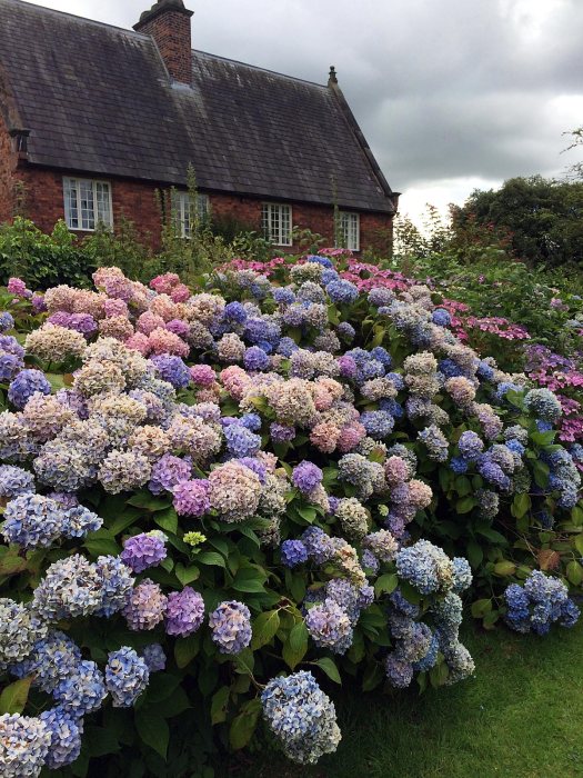 Blue and pink hydrangeas at Arley Hall