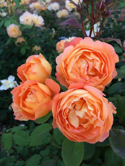 Lady Emma Hamilton rose