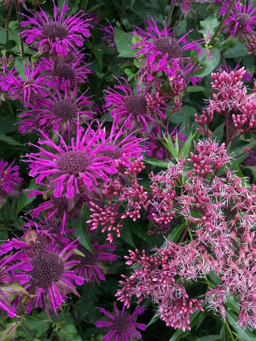 Plant combinations: Monarda and Eupatorium