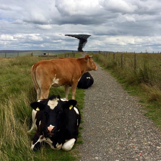 Wind sculpture with cows guarding the path