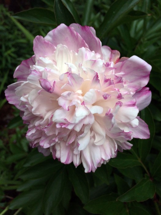 Pink and cream double peony