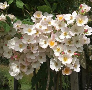 Cluster of pale pink, single rambler rose