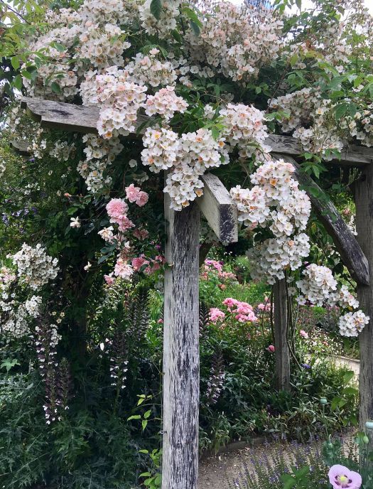 Rambler rose in full flower on an arbour at Rosemoor