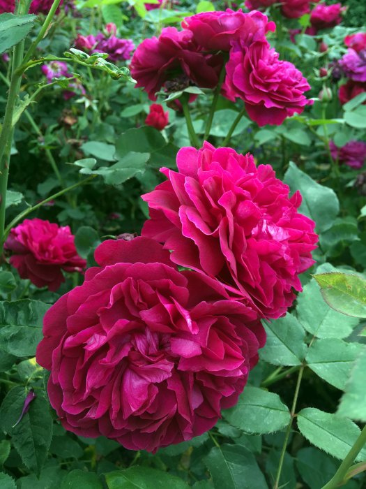 Rosa Darcey Bussell