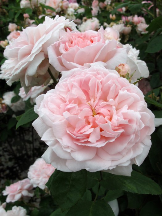 Rosa 'Eglantyne' - pink roses