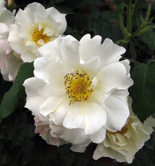 Rosa 'Mountain Snow' - ivory white rambling rose