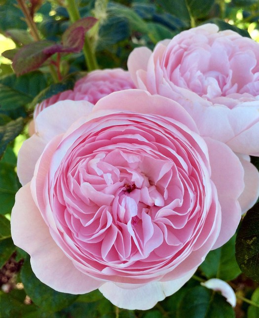 Rosa 'Queen of Sweden' has clear pink rosettes