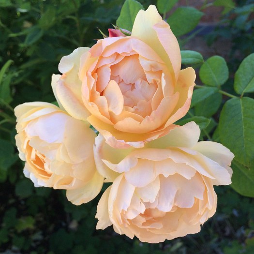 Rosa 'Wollerton Old Hall' - pale apricot rose