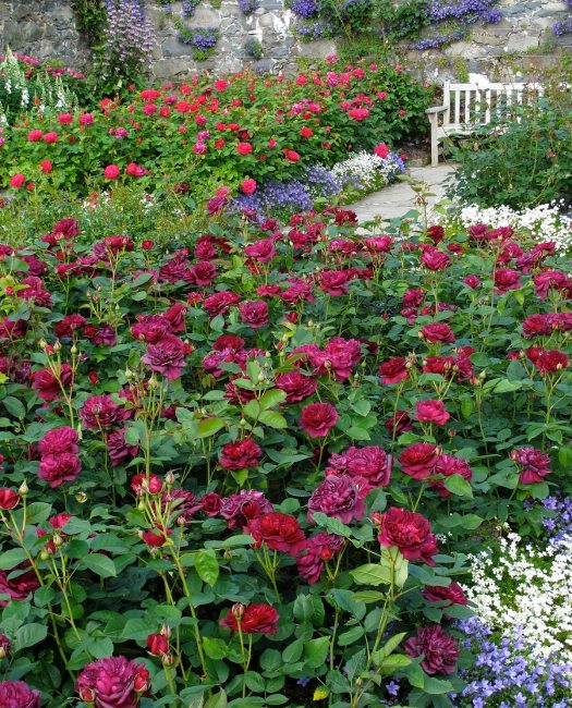 Rosa Darcey Bussell at Bodnant