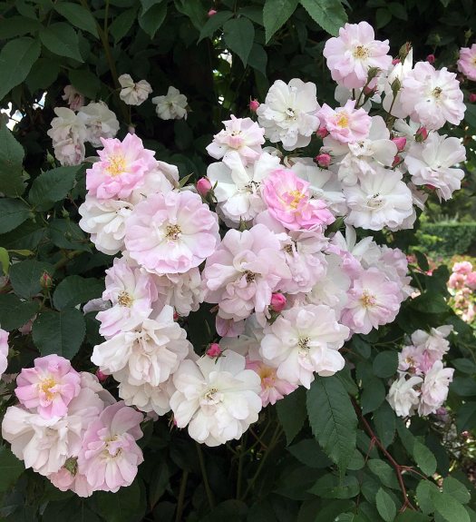 Cluster of pale pink rambling roses