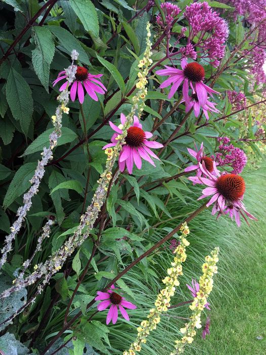 Plant combinations: Verbascum, Echinacea and Eupatorium