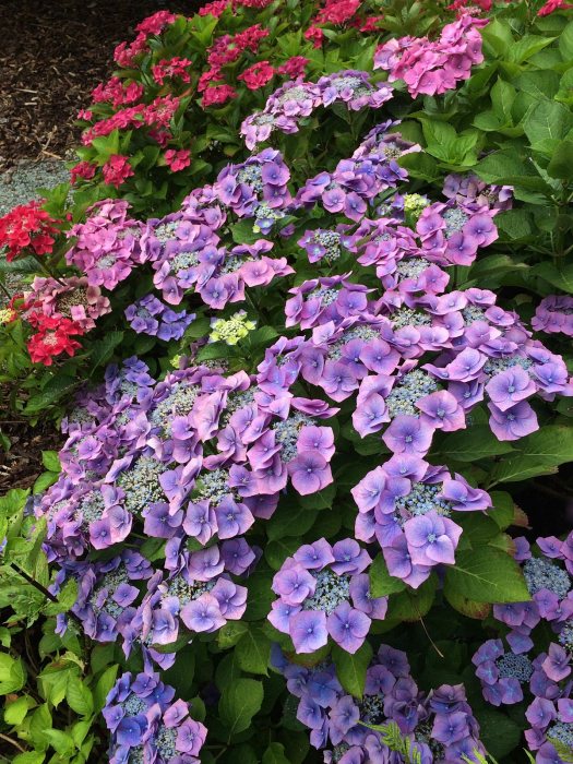 Blue lacecap hydrangea shrub