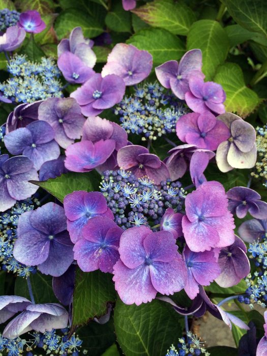 Blue lacecap hydrangea with opening buds