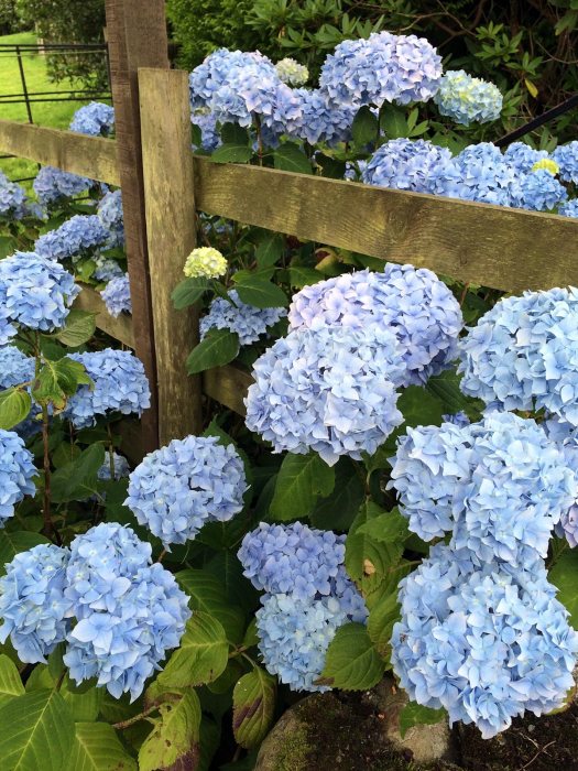 Blue mophead hydrangea