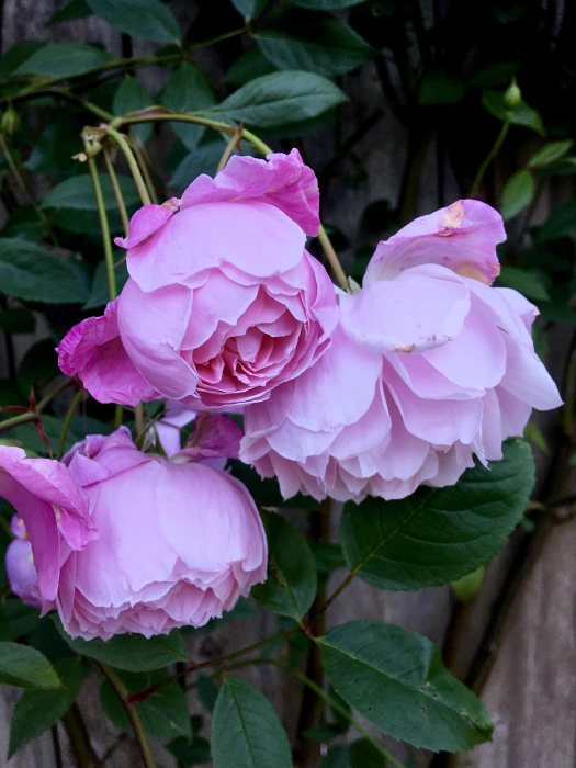Cluster of three pink roses