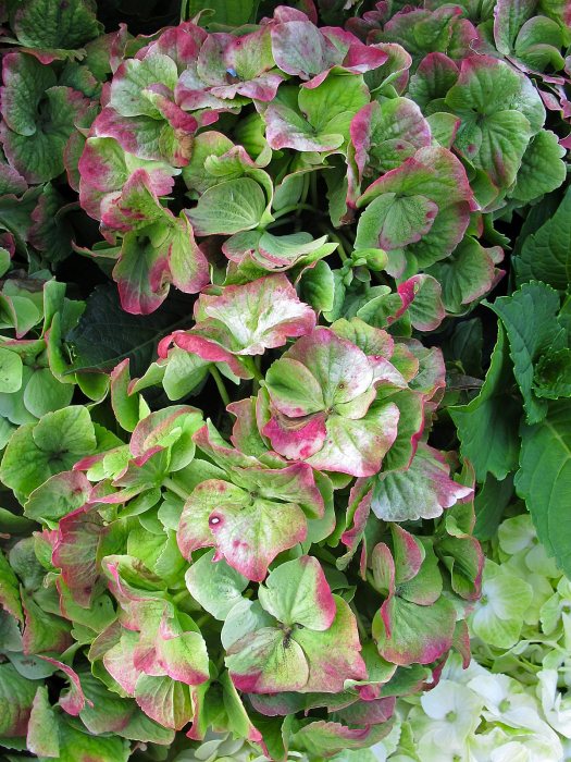 Green mophead hydrangea, splashed red