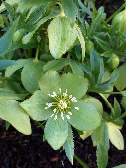 Helleborus abruzzicus has green flowers