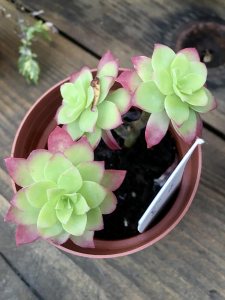 Small succulent in a pot