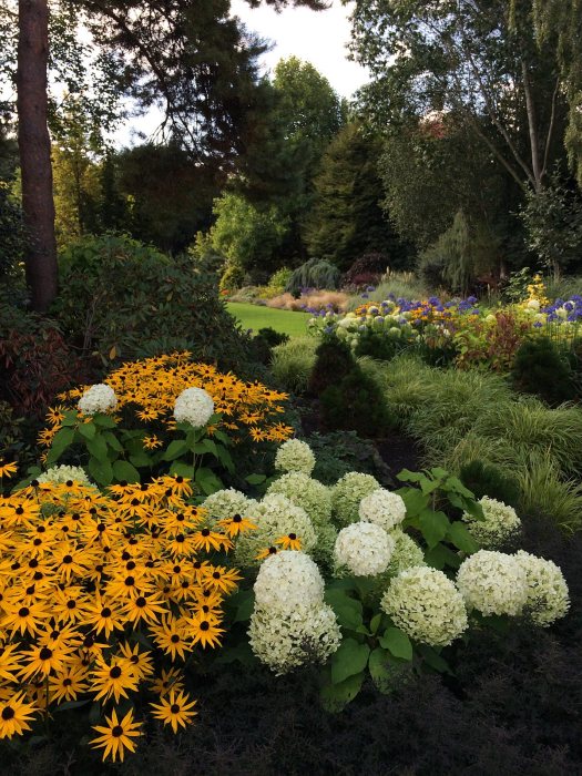 Hydrangea arborescens 'Annabelle' at Bressingham Gardens