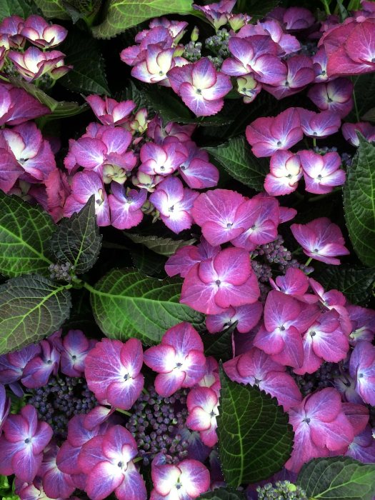 Hydrangea 'Dark Angel Purple'