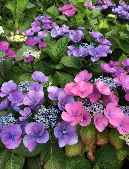 Hydrangea macrophylla 'Gimpel'
