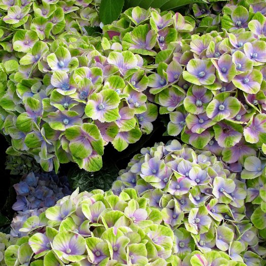 Hydrangea macrophylla 'Magical Amethyst'