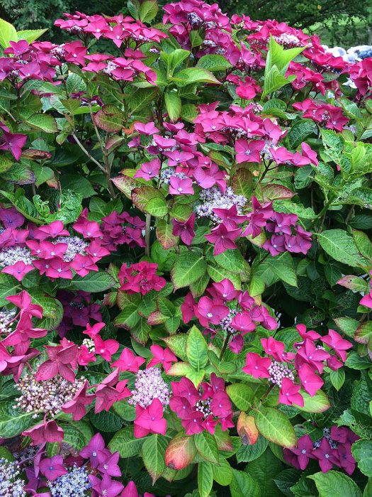 Hydrangea macrophylla 'Rotschwanz'