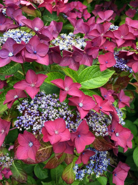 Hydrangea 'Rotschwanz' has pink bracts around blue and cream flowers