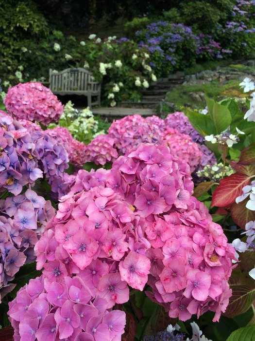 Hydrangeas with a garden bench at Holehird