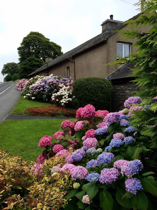 Hydrangeas along the roadside in Windermere