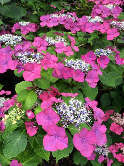 Bright pink lace cap hydrangea