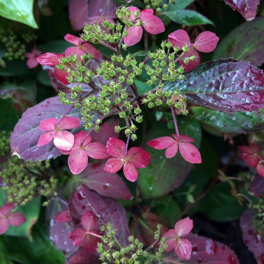 Lacecap hydrangea with seed