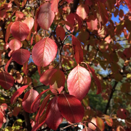 Cornus tree in autumn colour