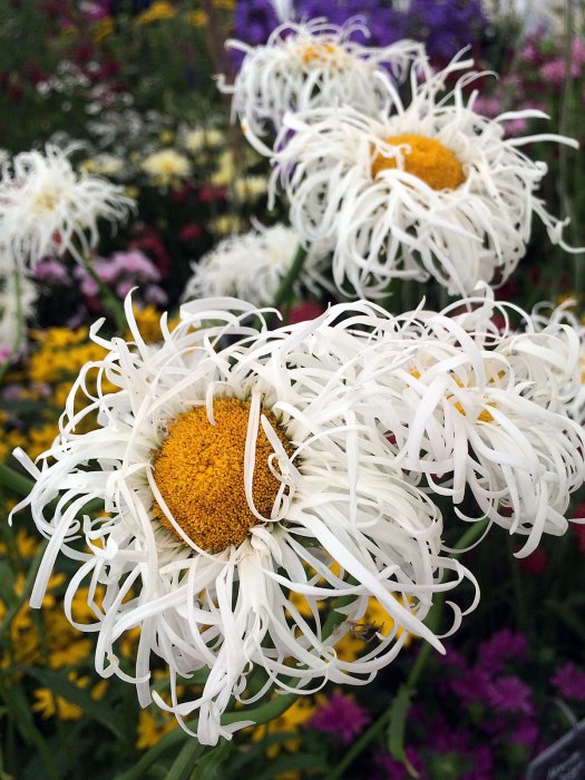 White shasta daisy with shaggy petals