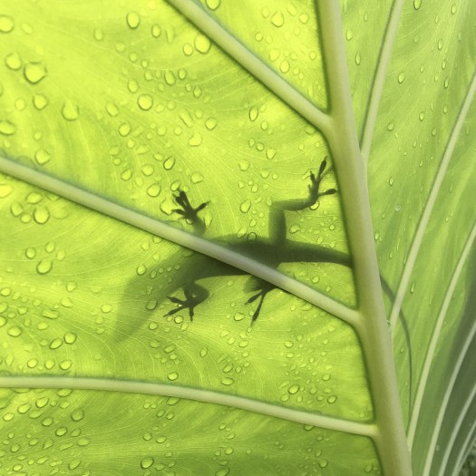 Shadow of an anole lizard seen through a backlit leaf