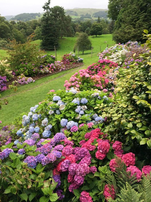 Hillside of hydrangeas at Holehird Gardens